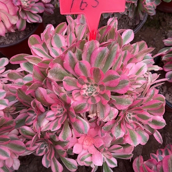 1-65粉女巫多肉法师