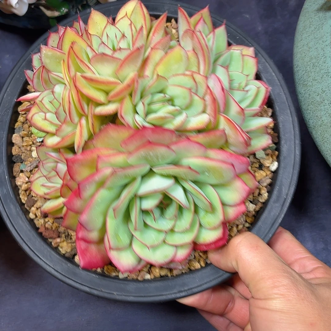 牡丹亭坠化脱土包邮