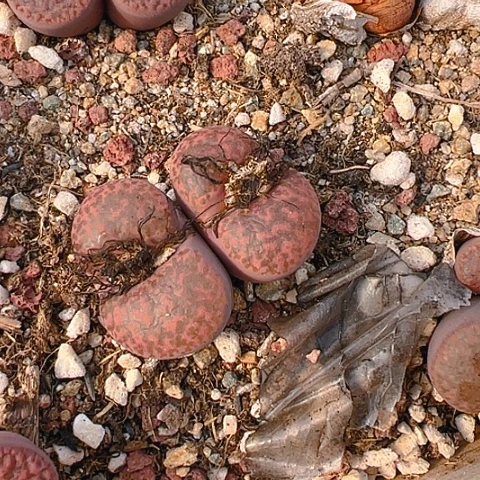 【闪购商品】25800