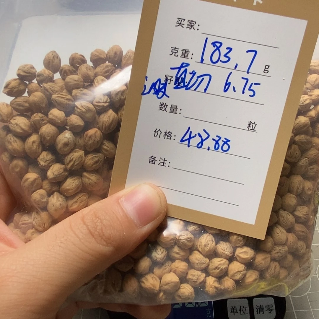 柏香籽/百香籽吊坠老*子