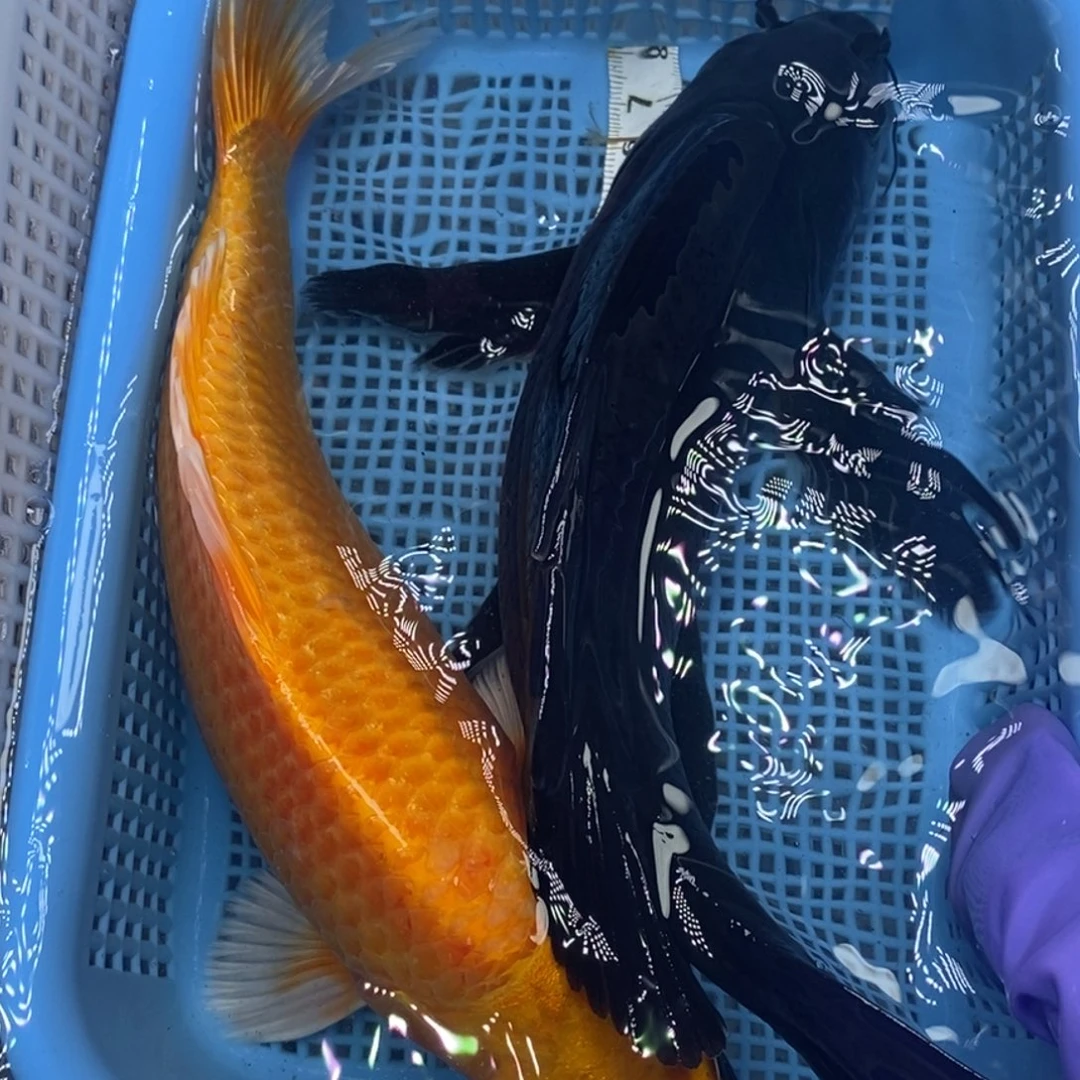 锦鲤冷水锦鲤包邮