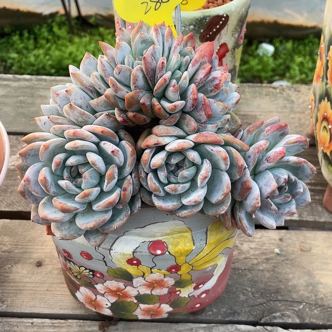 九头星影缀化朵朵缀