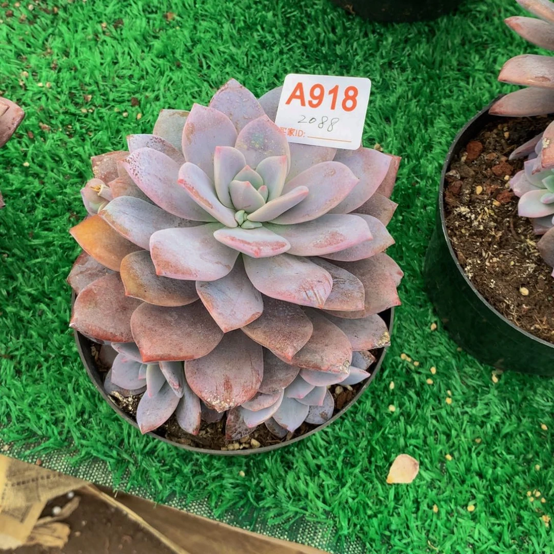 蓝***8红茶小群多肉植物