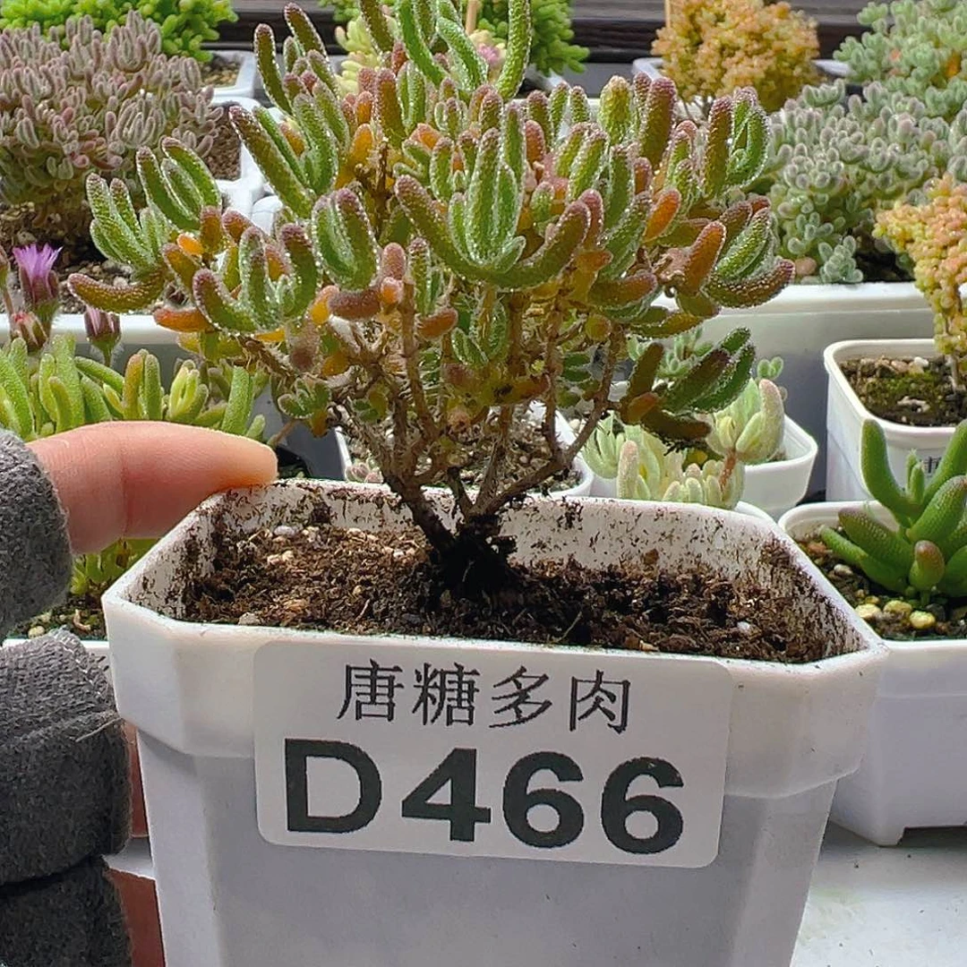 冰橙466。