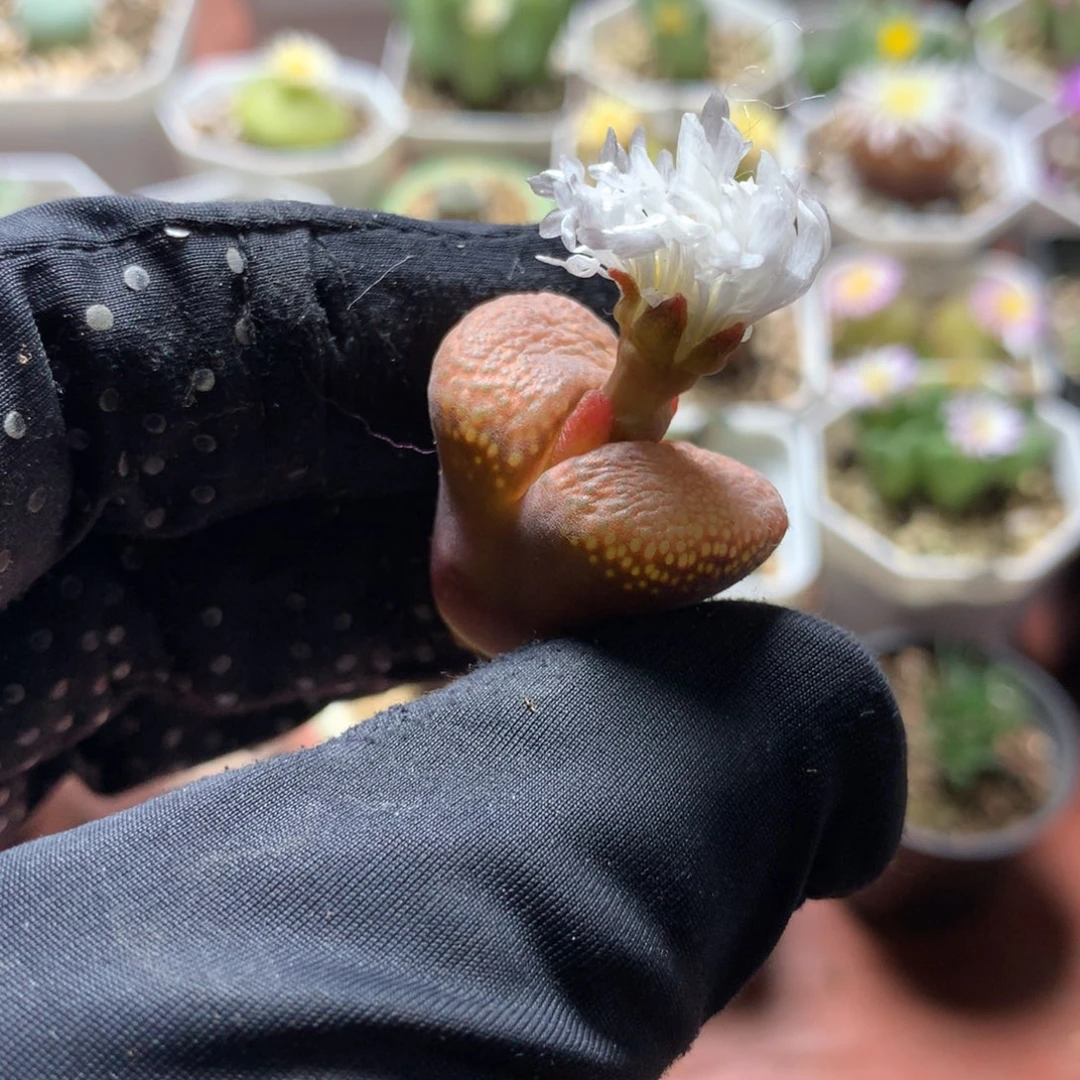 a043蛋糕风铃母本