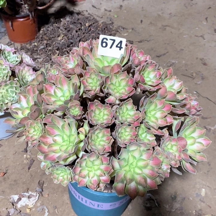 阳*法师植物一物一拍674