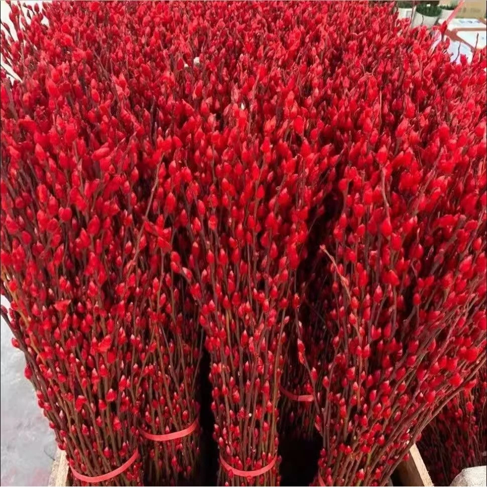新店福利银柳真花鲜枝室内红色年宵花卉植物盆栽新年干花客厅摆件