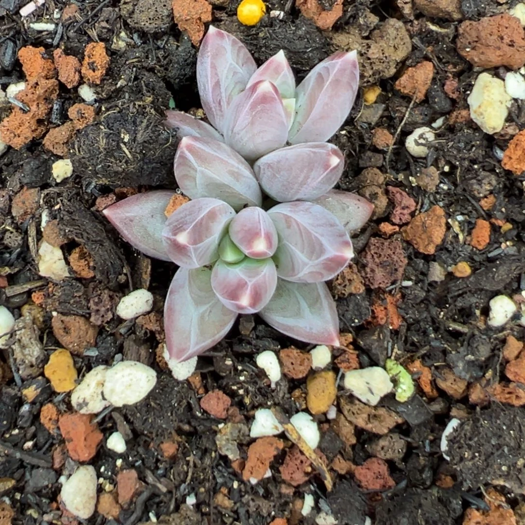 *****33333333333333333