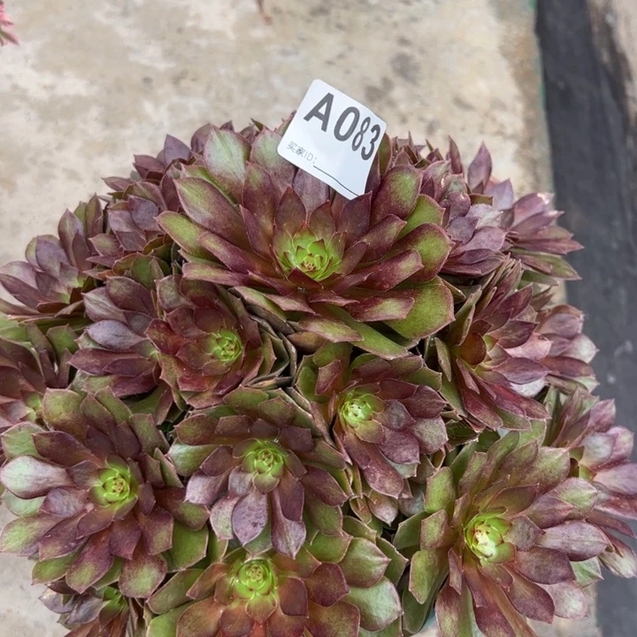 083红魔25厘米左右