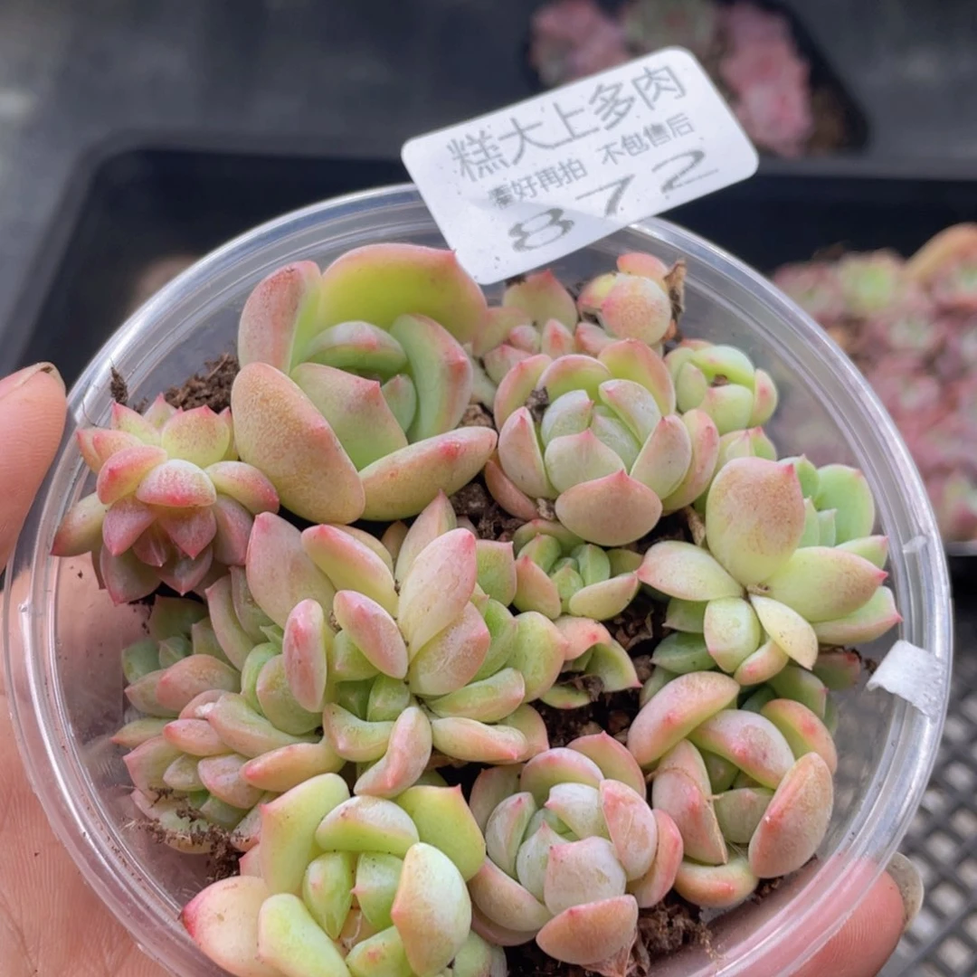 糕大上多肉植物872