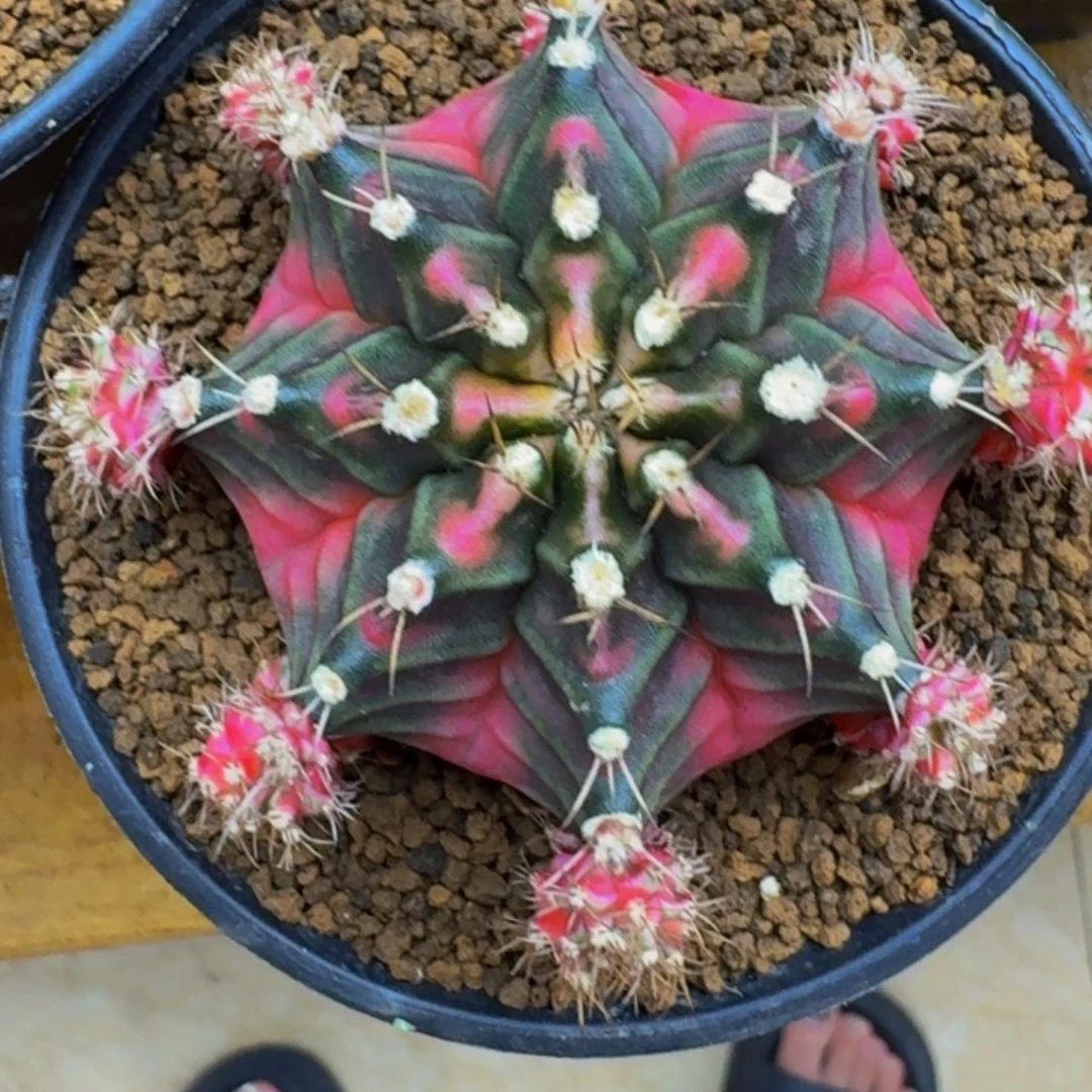 出侧芽0000000000188