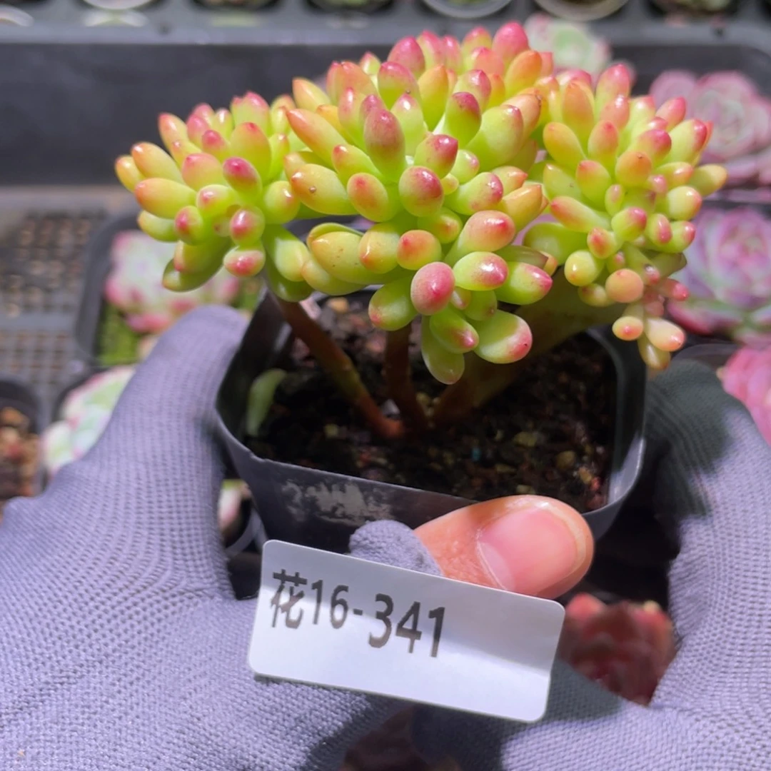 花利美16-341青松缀化