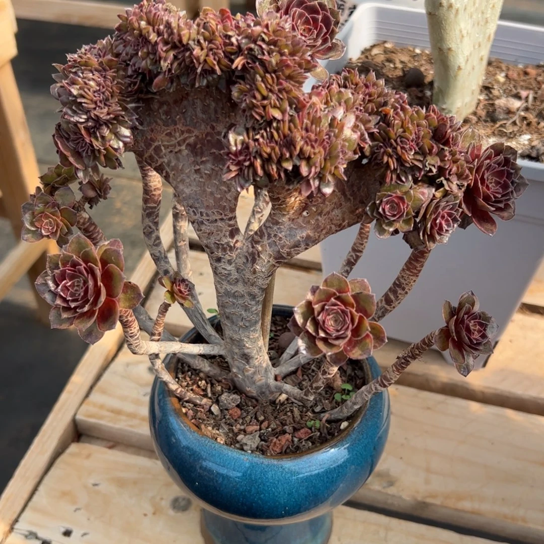 黑寡妇缀化老桩朵缀