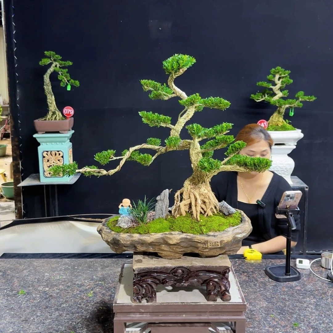 当前无花朵，栽培后可花朵好*