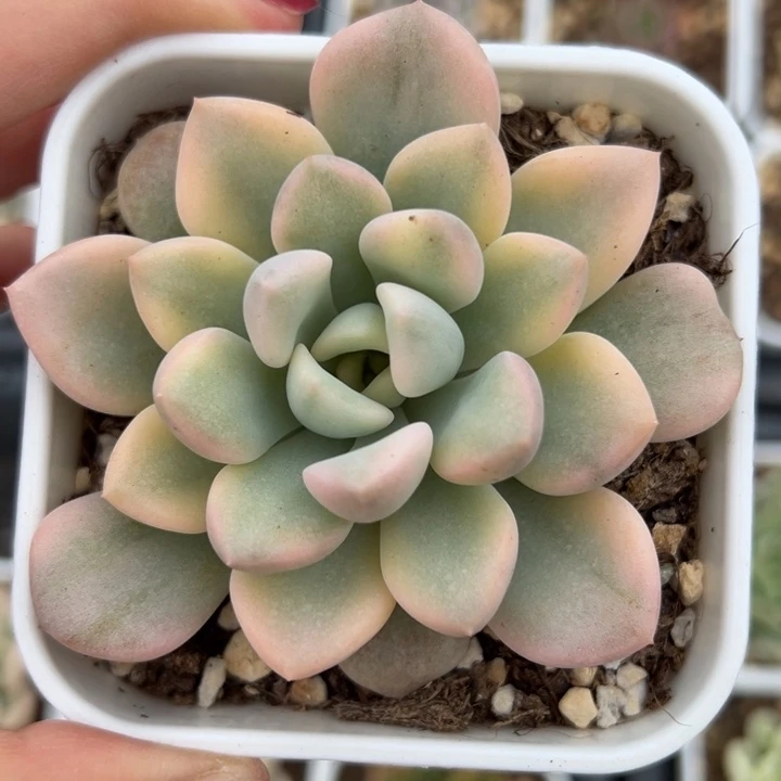 花斑鹿锦多肉植物