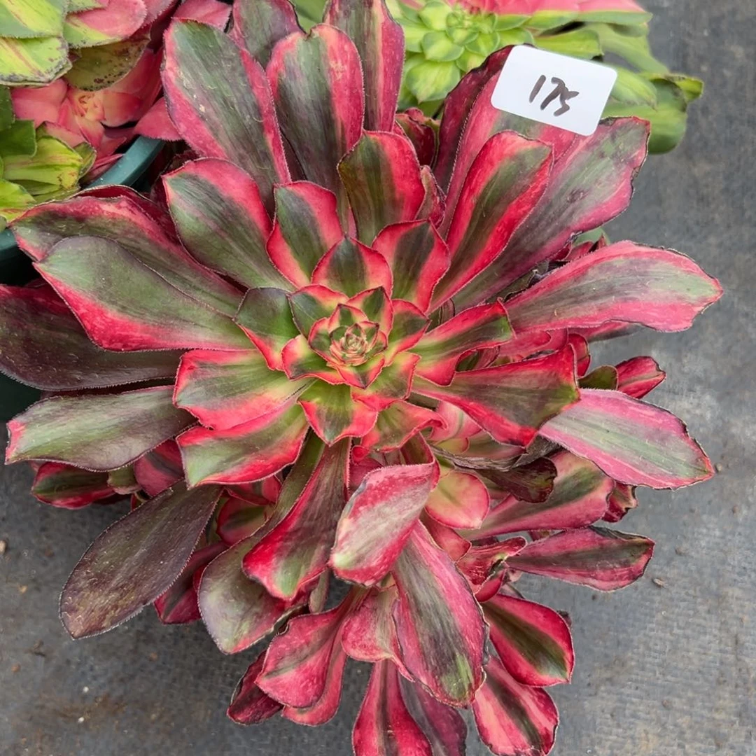 175血钻无根多肉一组