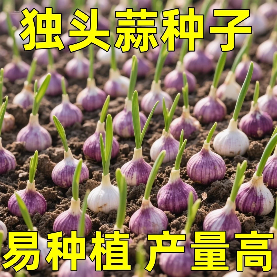 紫皮独头蒜蔬菜种籽秋冬季云南圆头蒜菜种子四季高产农家葱头种子