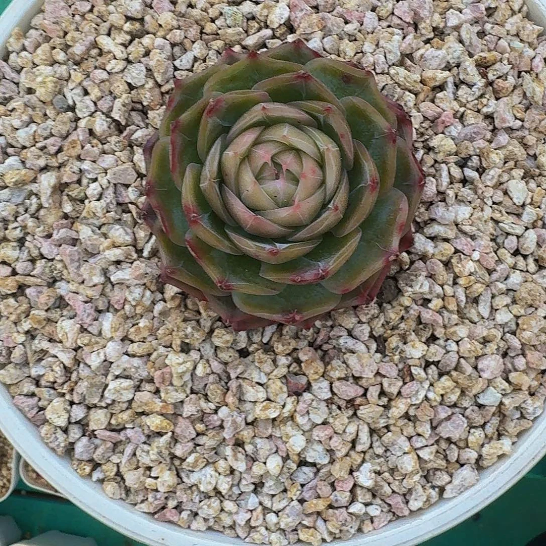 琉璃盏 单头  一物一拍