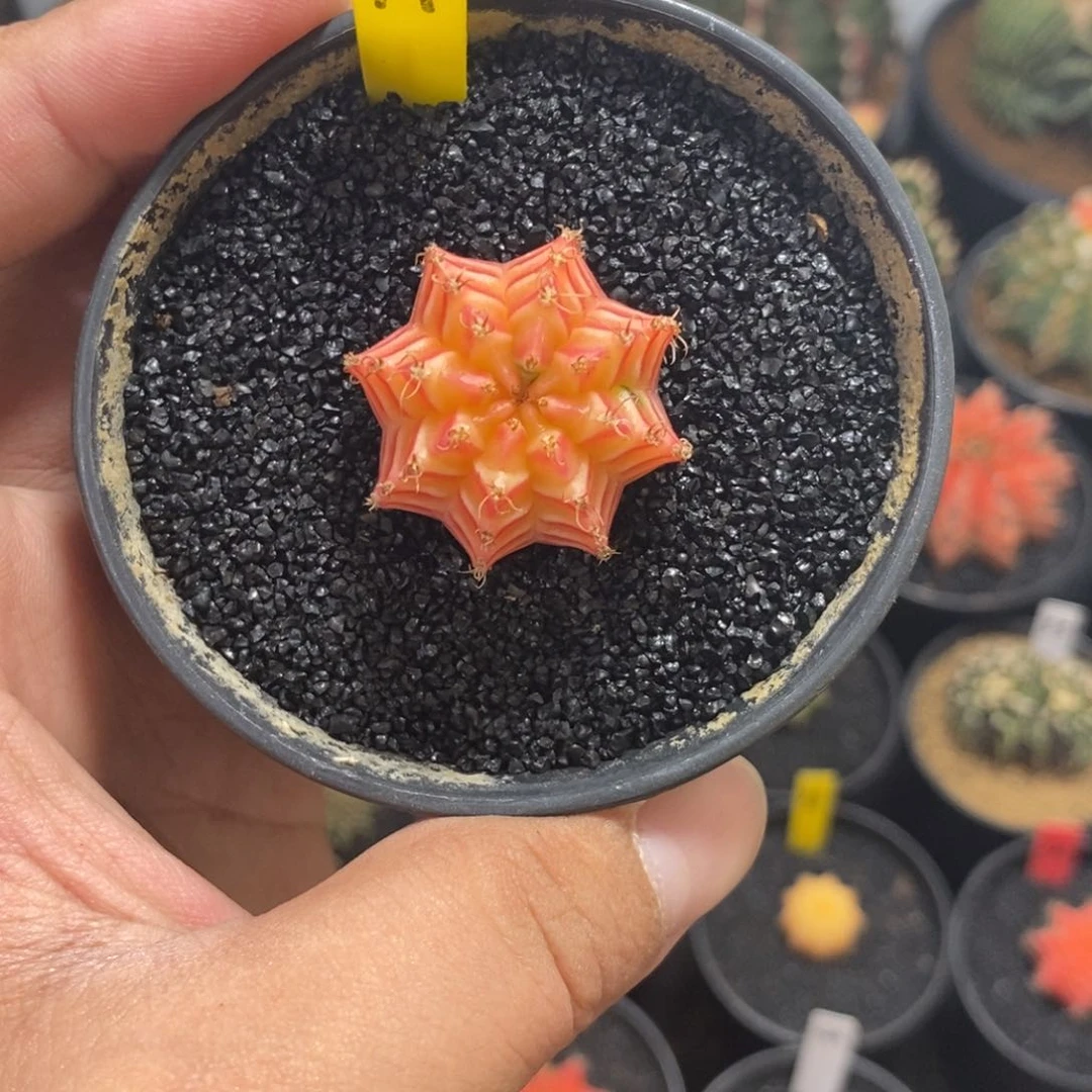 精品米哈——脱土发货