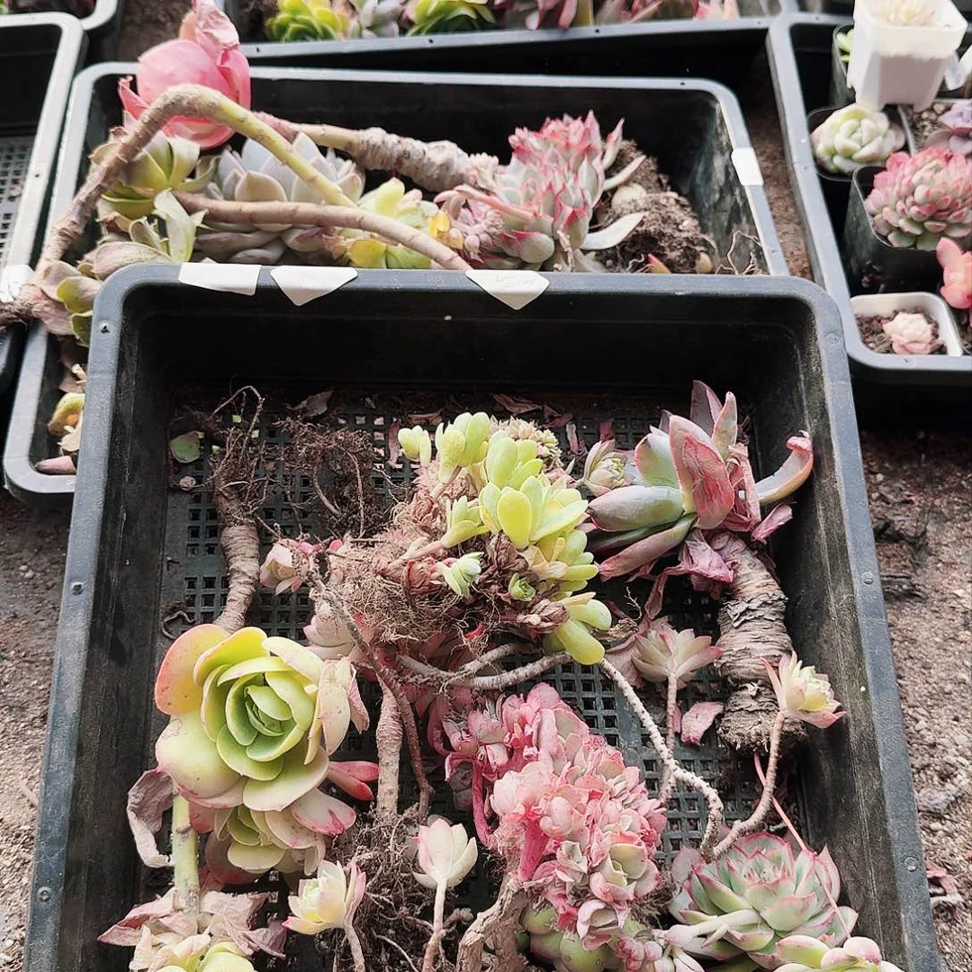 满20包邮零下拍保温箱15号筐无售后