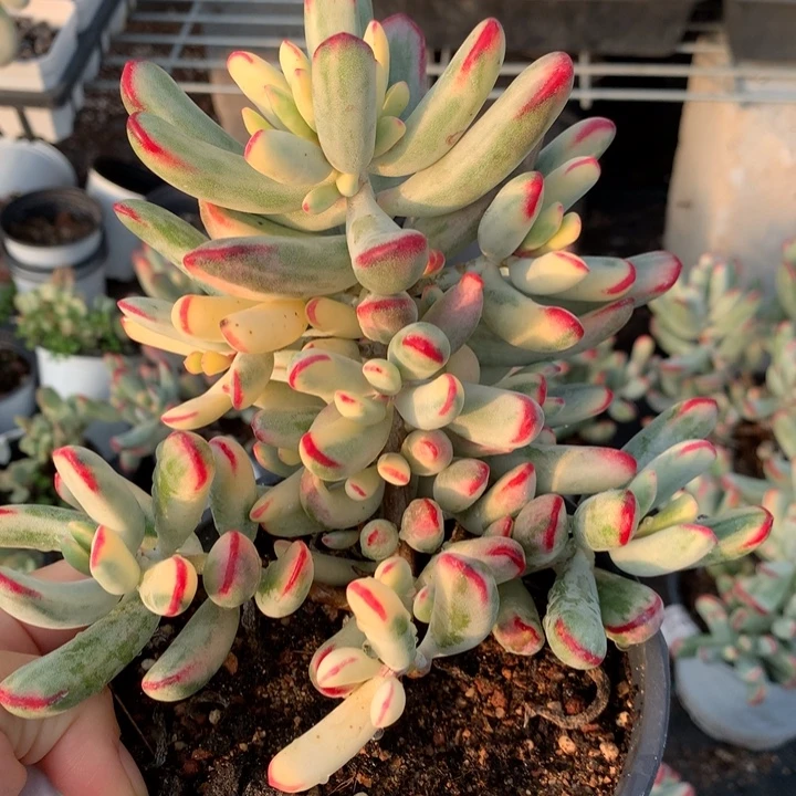 无花朵棒叶福娘锦1613