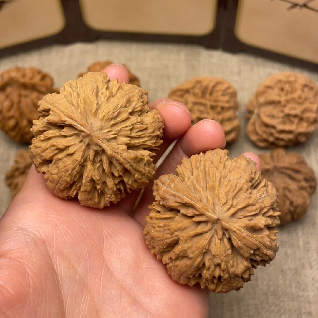 微***客核桃秦岭核桃29号