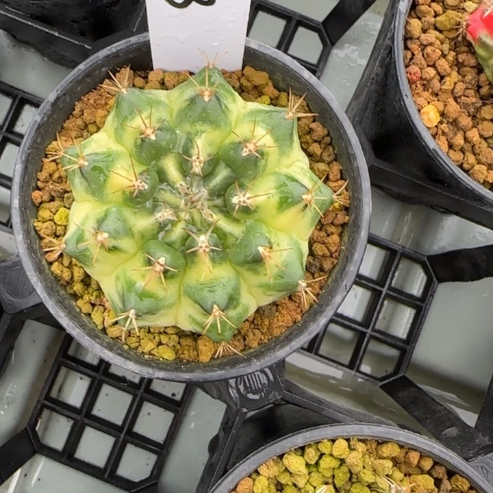 43-0207大月亮脱土发多肉