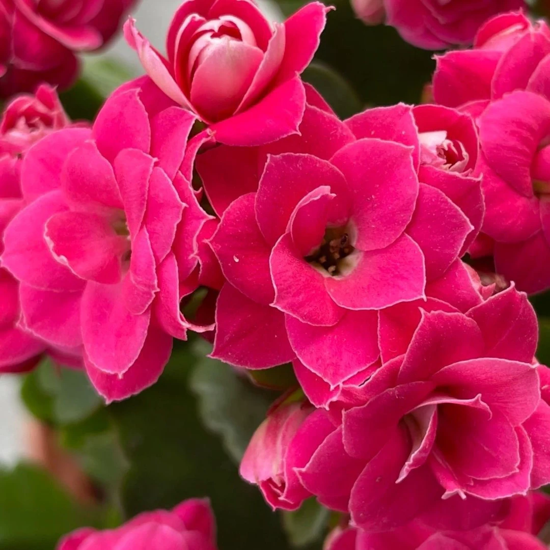 长寿花老品种粉妍130大盆