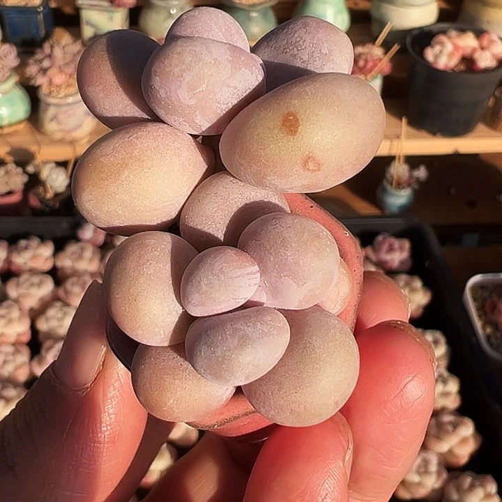 虎****6虎虎专拍多肉奶酪双头带盆1358