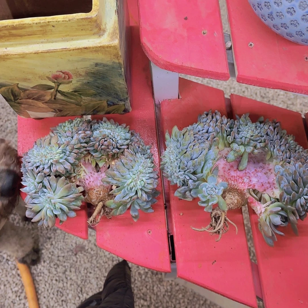 星影树缀两颗链接