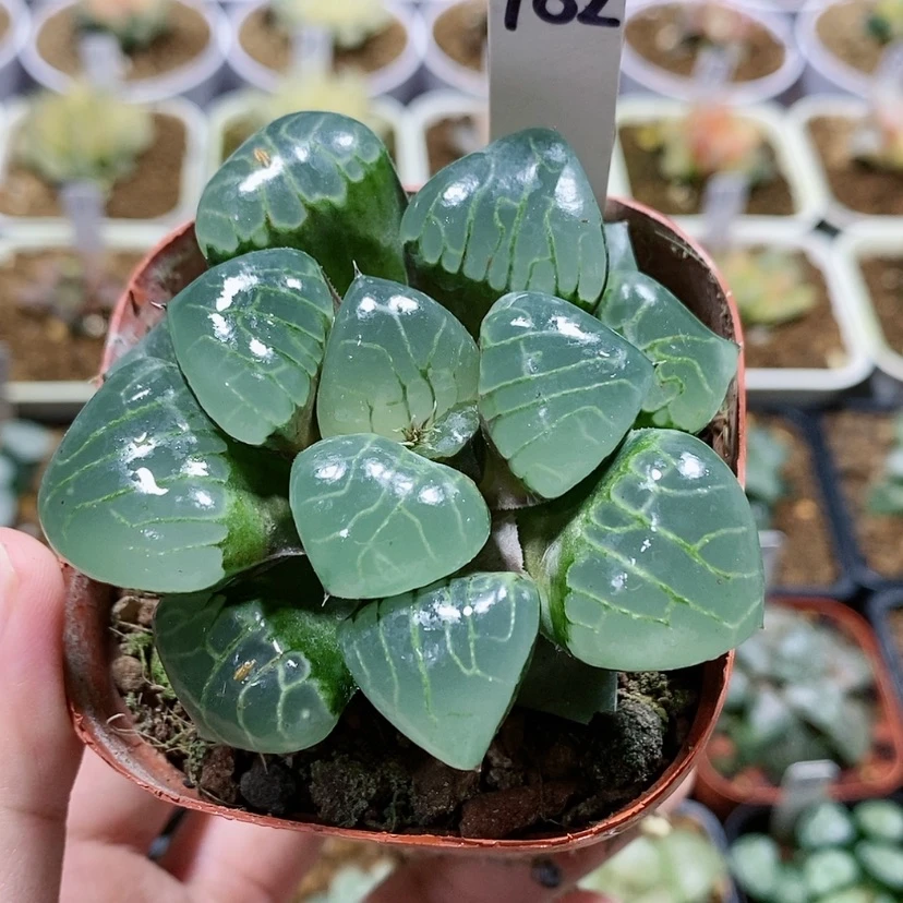 【闪购商品】182水晶葡萄