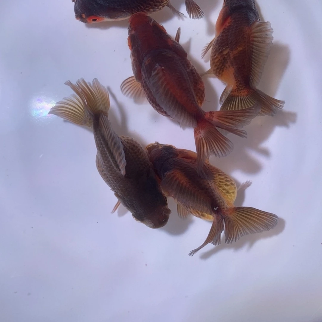 ****️海水玛丽商品4+1备损