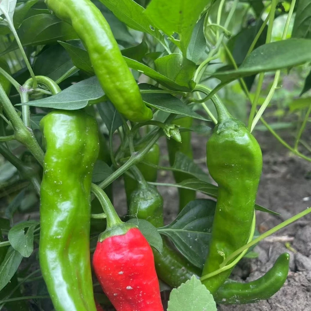 2025黑龙江林口农家辣椒2斤韵达智橙网送货上门