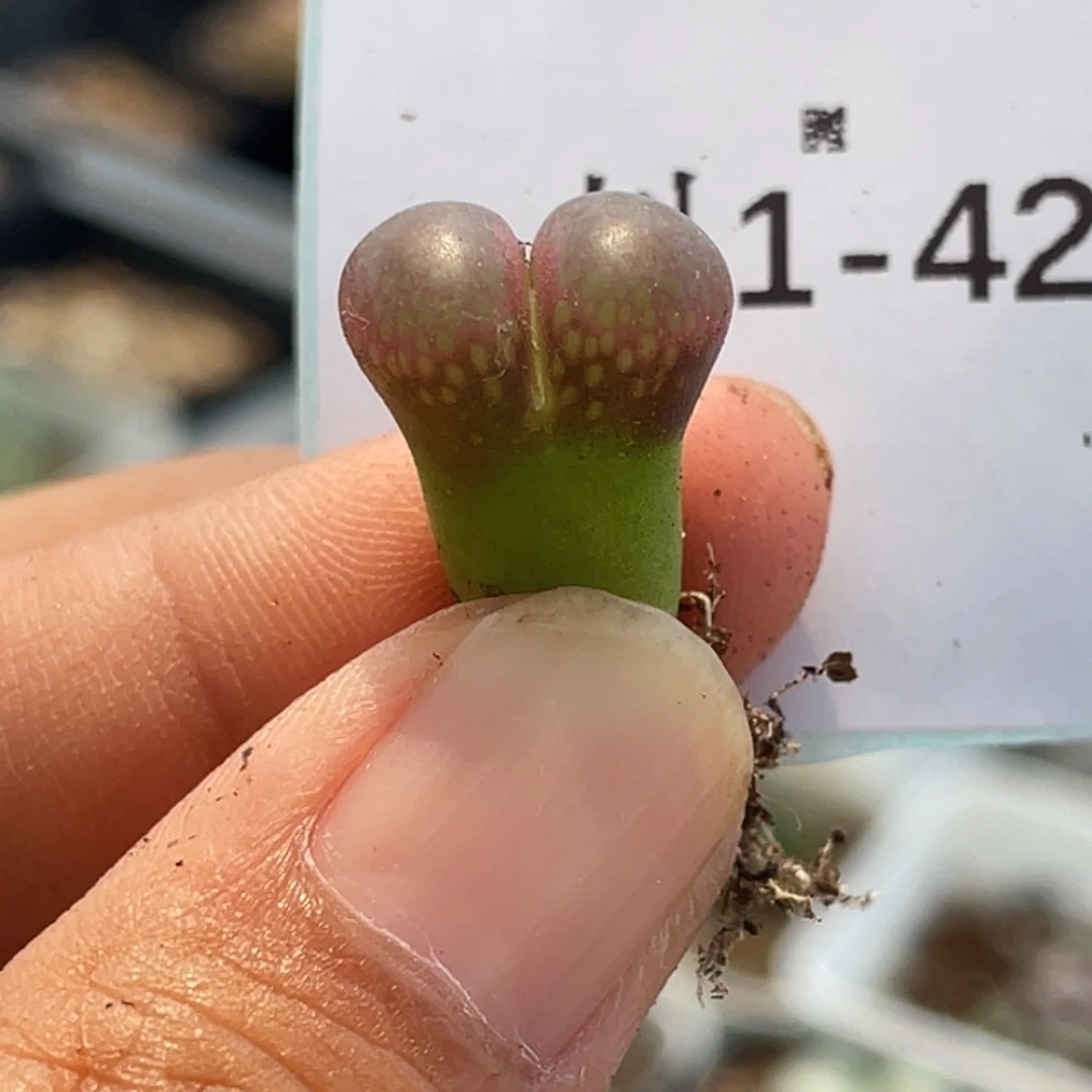 1-42红宝石风铃肉锥