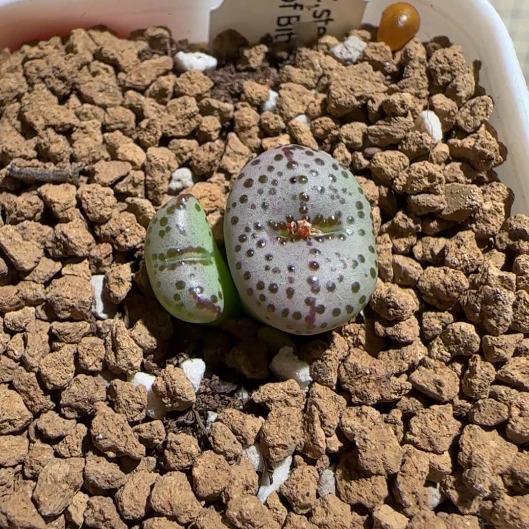 肉锥多肉植物组合-40kn火龙果344