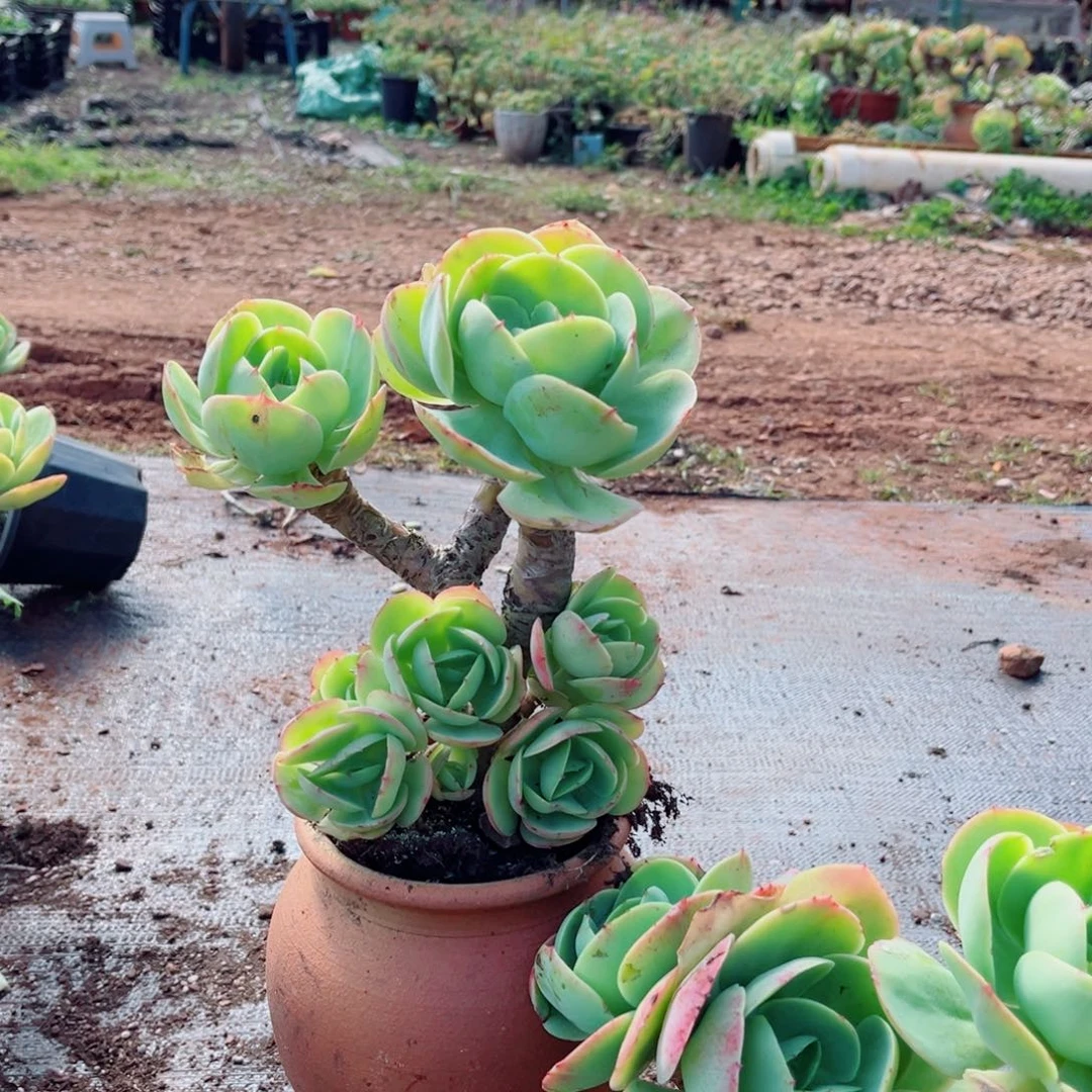 碧桃老桩一颗发货