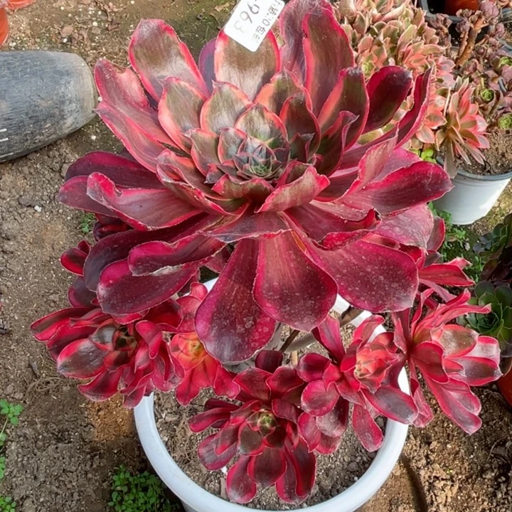 963红膜女多肉123446789