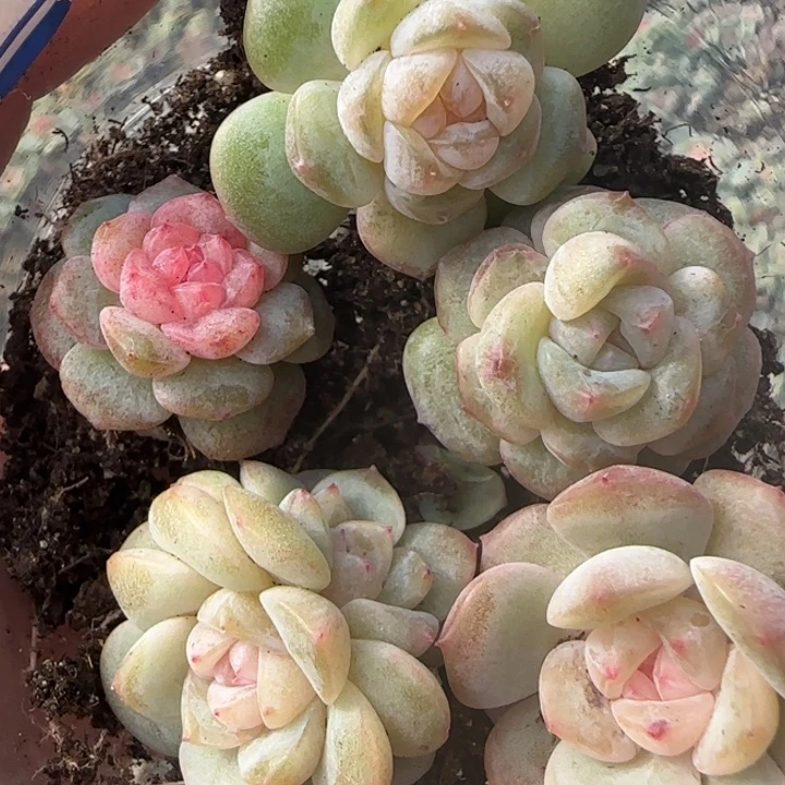 4 绝绝子多肉一盆