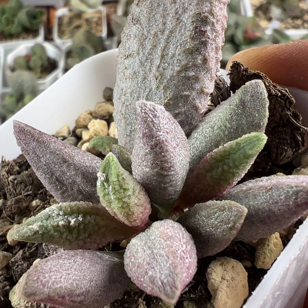 粉猪杂新品多肉植物水泡