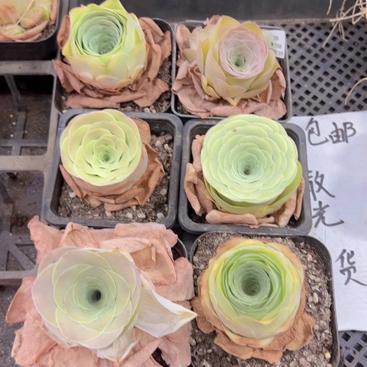 599 裸根不带土发货不包损