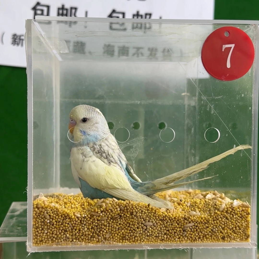 虎皮鹦鹉大头鹦鹉