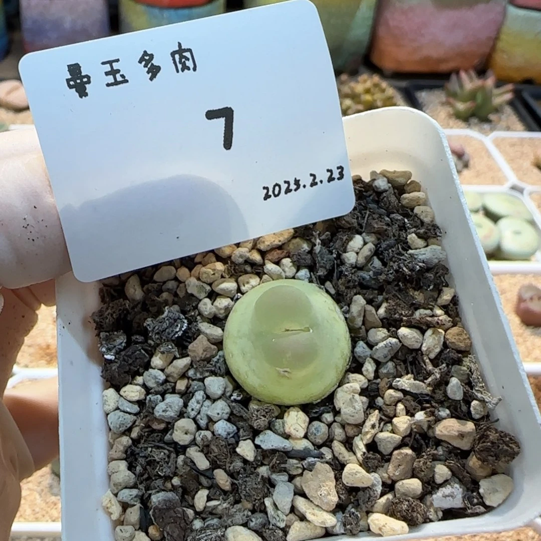 檐**铃多肉多肉多肉2.23-007