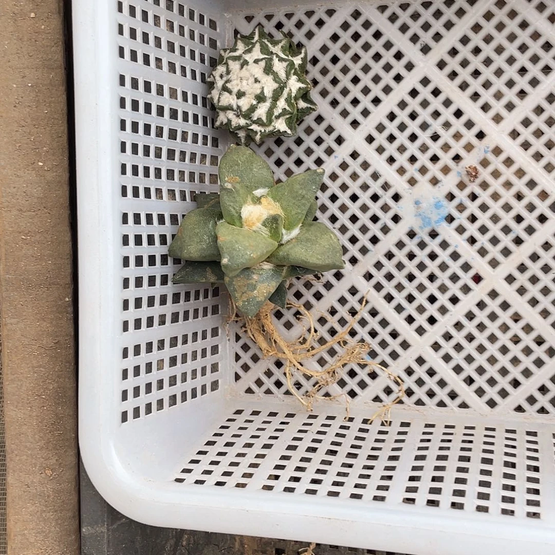 无花朵岩牡丹一物一拍