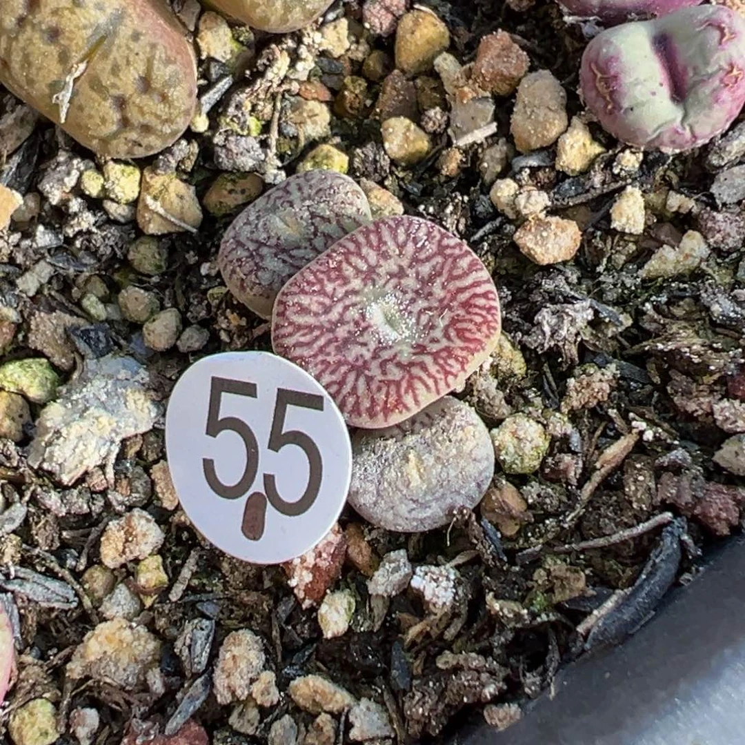 多肉植物1111111111111