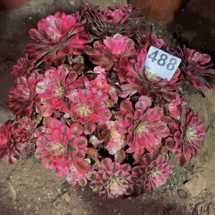 488粉铜多肉植物不售后