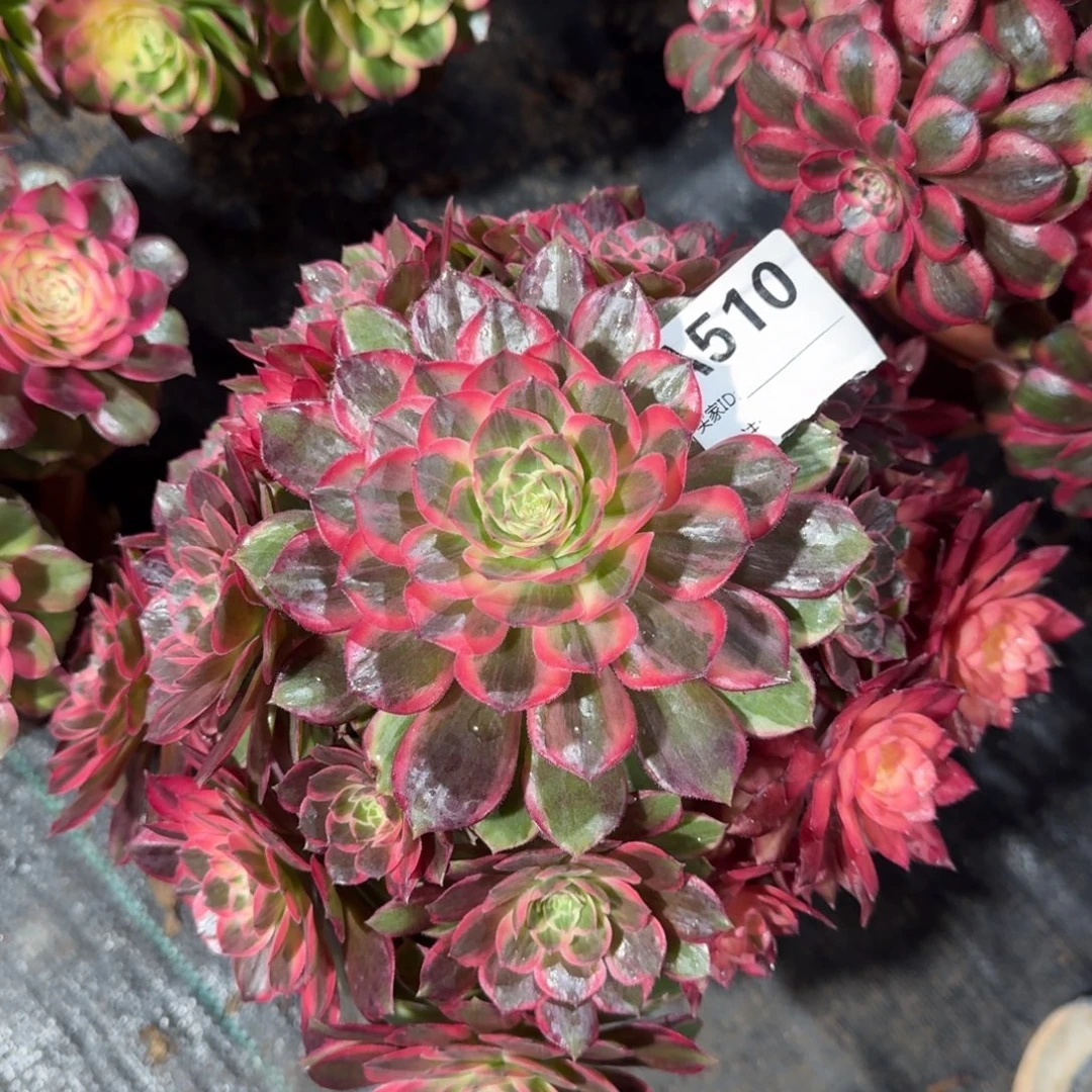 黑魔锦多肉法师510