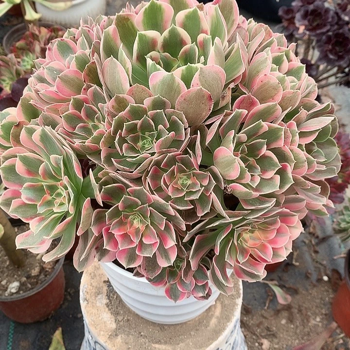 @****沙538妖月多肉植物