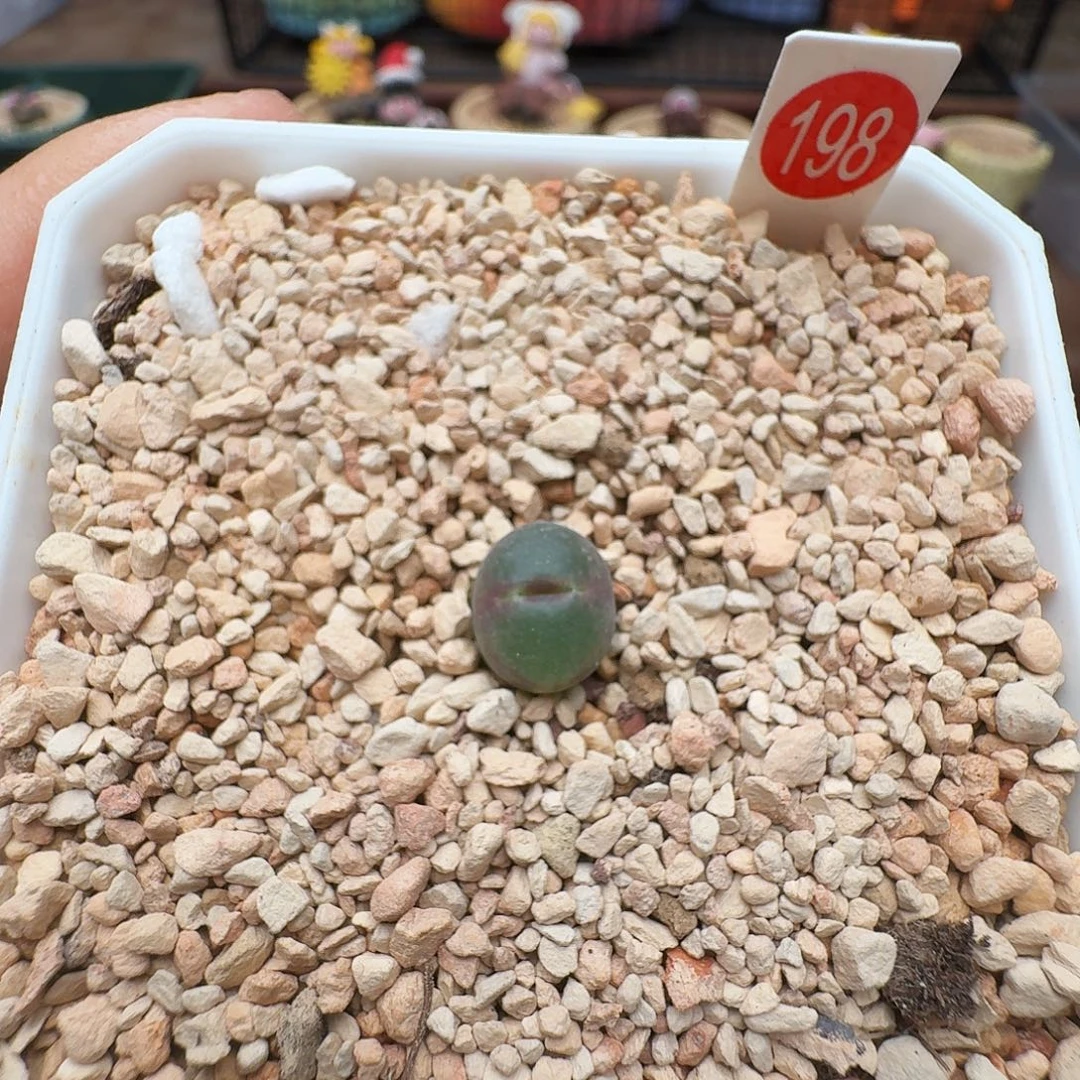 多肉植物福利风铃安格尼斯之眼198