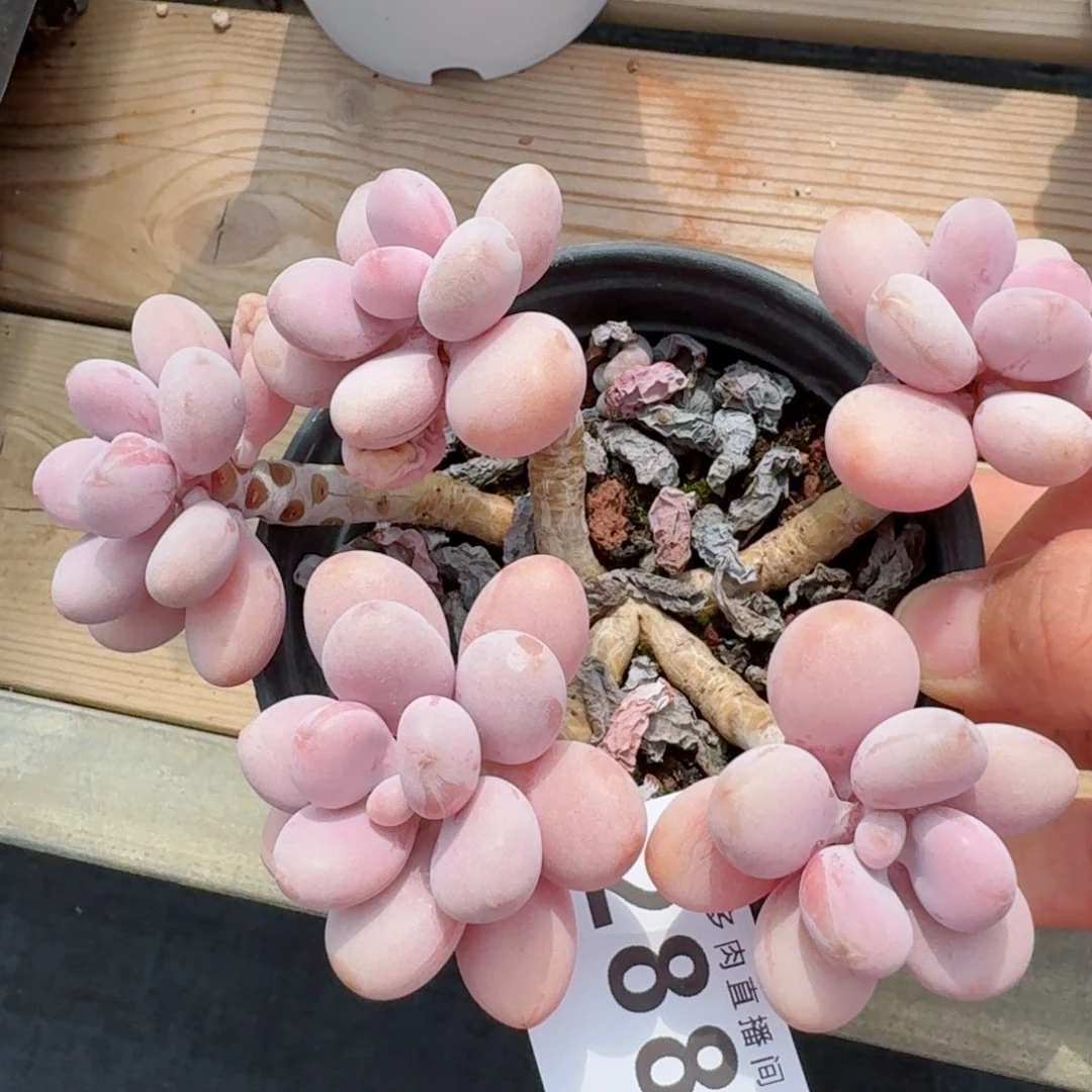 桃蛋            精美多肉植物