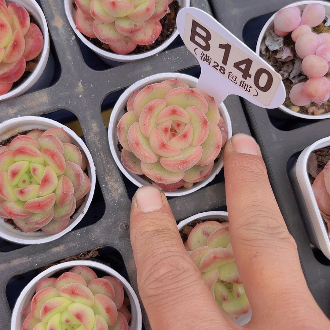 B140东云珍妮一物一拍